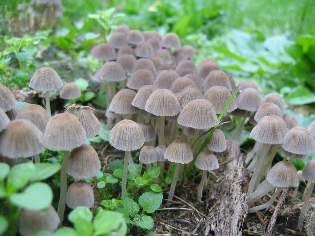 2005 :  Un anno di funghi